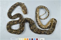 藏品(龜殼花)的圖片